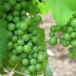 Tappa obbligatoria per un sommelier: Bordeaux e Vinexpo
