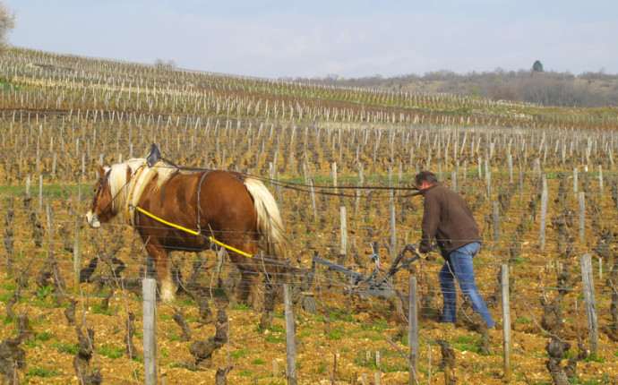Les Grands Jours de Bourgogne 2016 – Immersi totalmente nel Pinot Nero