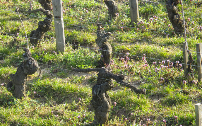 Les Grands Jours de Bourgogne 2016 – Immersi totalmente nel Pinot Nero