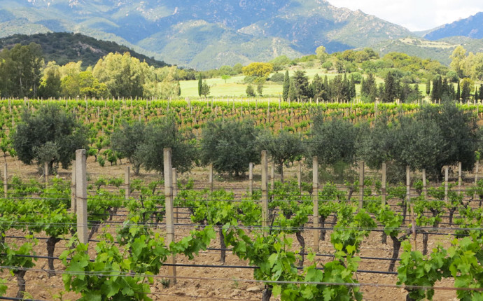 Castiadas e il Cannonau di Capo Ferrato