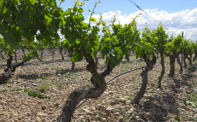 Tour virtuale nel Mediterraneo con il vini del CMB