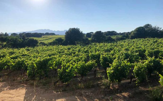 Slow Wine 2019 – 13 ottobre a Montecatini Terme