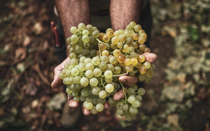 Sardegna: Alguer Wine Week e il Concours Mondial De Bruxelles Sparkling Session 2024
